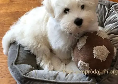 Coton de Tulear (Tulearski pas) štenci - 4/5