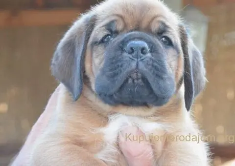 Stenci bordoske doge vrhunske krvne linije na prodaju - 1/7