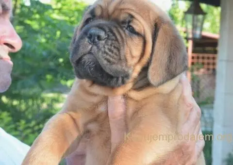 Stenci bordoske doge vrhunske krvne linije na prodaju - 2/7