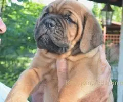 Stenci bordoske doge vrhunske krvne linije na prodaju