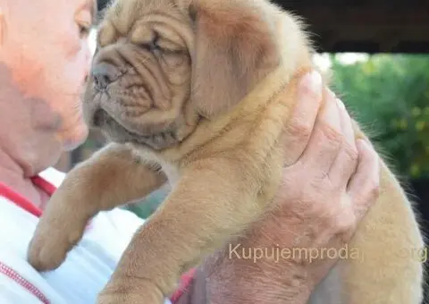 Stenci bordoske doge vrhunske krvne linije na prodaju - 3/7