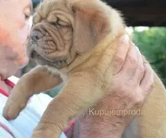 Stenci bordoske doge vrhunske krvne linije na prodaju