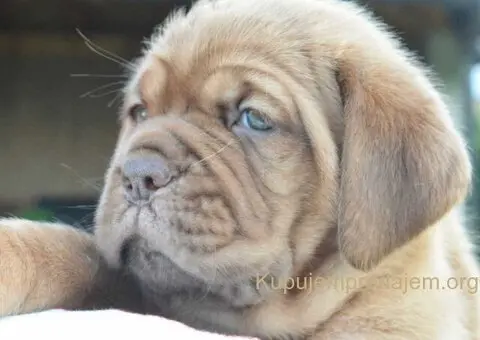 Stenci bordoske doge vrhunske krvne linije na prodaju - 4/7