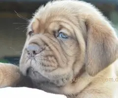 Stenci bordoske doge vrhunske krvne linije na prodaju