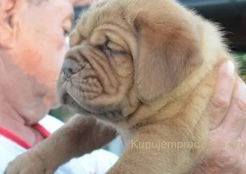 Stenci bordoske doge vrhunske krvne linije na prodaju - 5/7