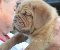 Stenci bordoske doge vrhunske krvne linije na prodaju