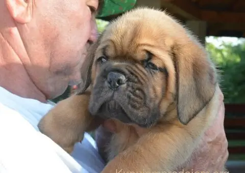 Stenci bordoske doge vrhunske krvne linije na prodaju - 6/7