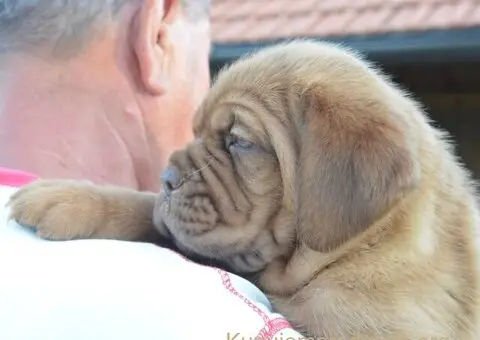 Stenci bordoske doge vrhunske krvne linije na prodaju - 7/7