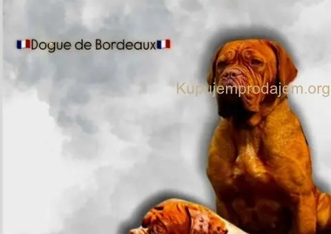 Bordoška Doga štenci - 1/3