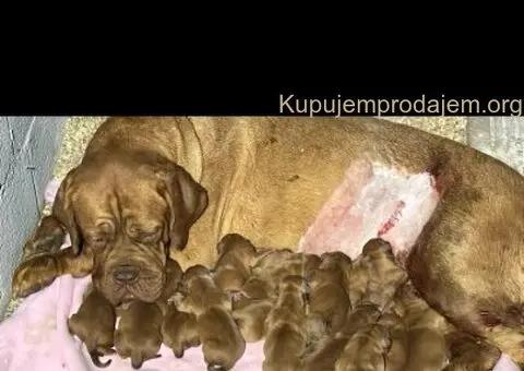 Bordoška Doga štenci - 2/3