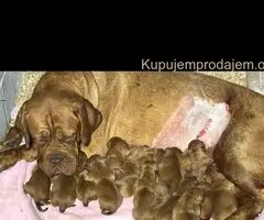 Bordoška Doga štenci