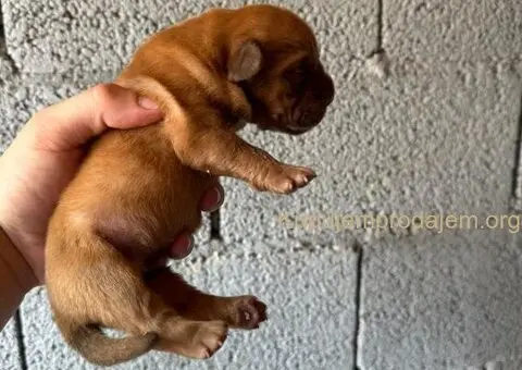 Bordoška Doga štenci - 3/3