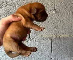 Bordoška Doga štenci