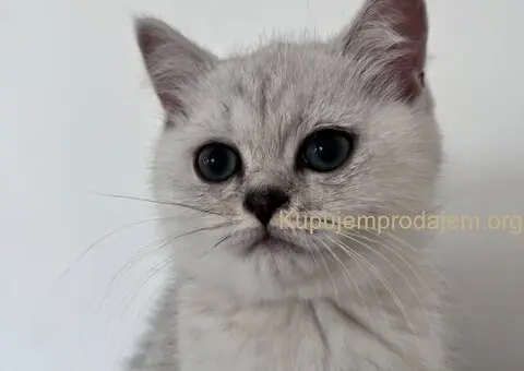 Skotski Macici - 1/9