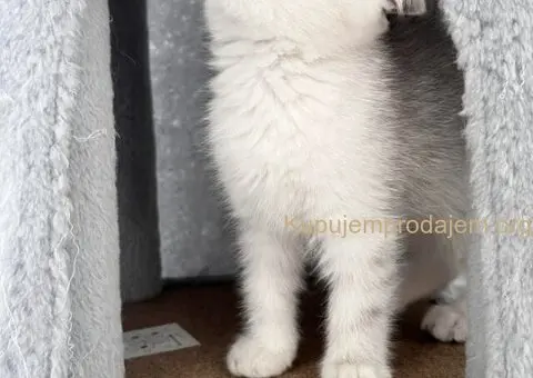 Skotski Macici - 2/9