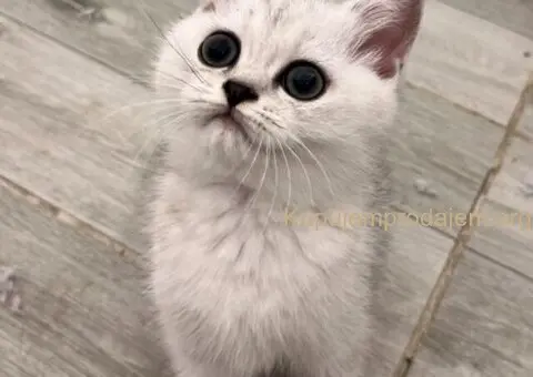 Skotski Macici - 3/9