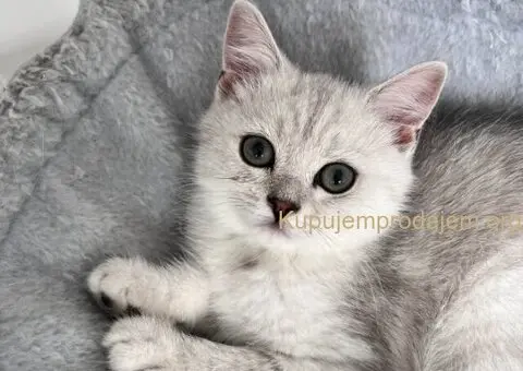 Skotski Macici - 4/9