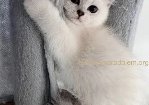 Skotski Macici - 5/9