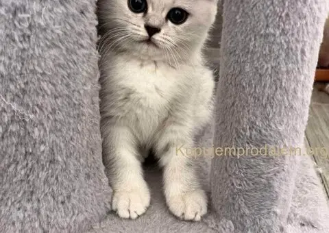 Skotski Macici - 6/9