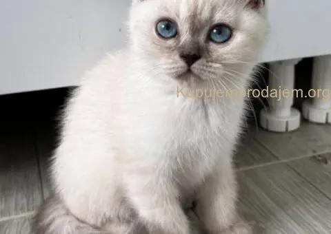 Skotski Macici - 7/9