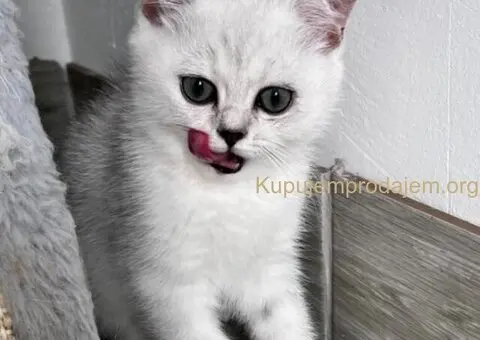 Skotski Macici - 8/9