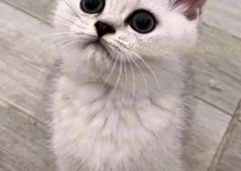 Skotski Macici - 9/9