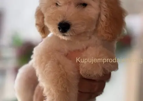 Patuljasta Aprikot Pudla muško štene - 2/3