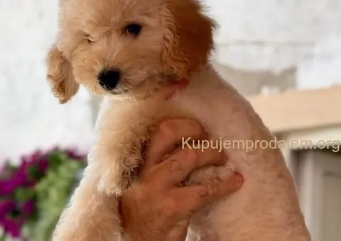 Patuljasta Aprikot Pudla muško štene - 3/3