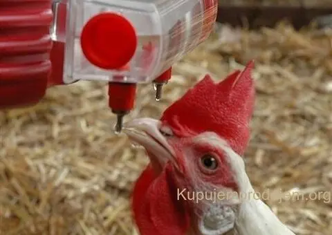 Nipl pojilica za piliće. - 3/3