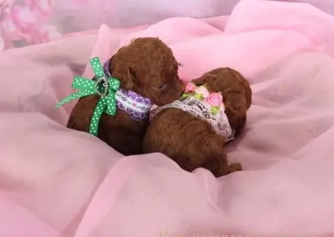 Najmanje pudle, od najlepsih roditelja u Evropi - 1/8