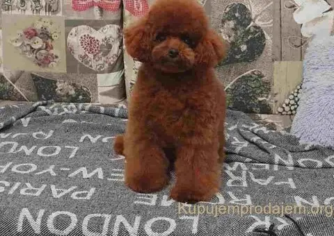 Najmanje pudle, od najlepsih roditelja u Evropi - 2/8