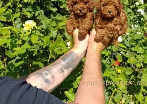 Najmanje pudle, od najlepsih roditelja u Evropi - 3/8