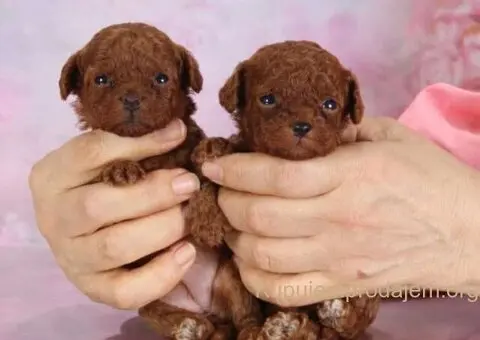 Najmanje pudle, od najlepsih roditelja u Evropi - 4/8