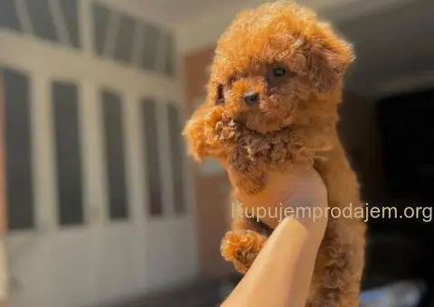 Najmanje pudle, od najlepsih roditelja u Evropi - 5/8