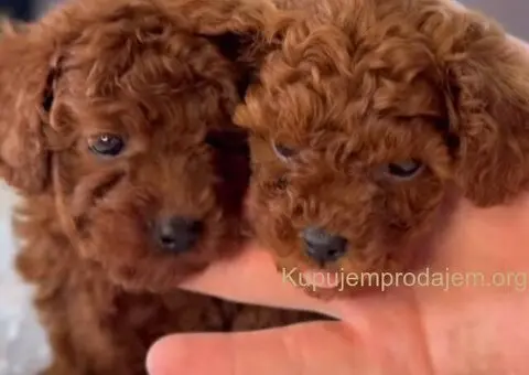 Najmanje pudle, od najlepsih roditelja u Evropi - 6/8