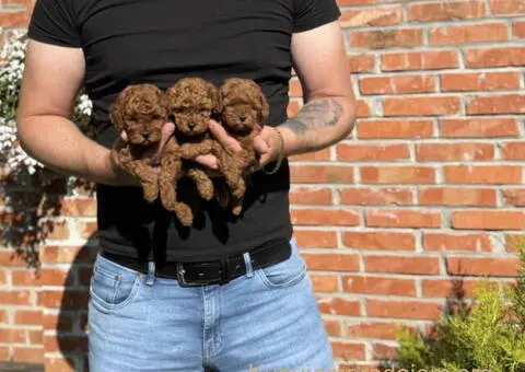 Najmanje pudle, od najlepsih roditelja u Evropi - 7/8