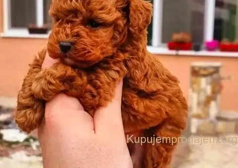 Najmanje pudle, od najlepsih roditelja u Evropi - 8/8