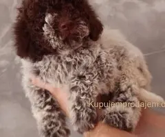 Lagotto Romagnolo štenci