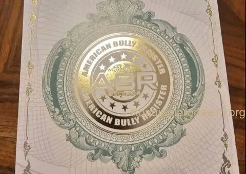 American Bully pocket i egzotic u lilac i coko boji - 1/5