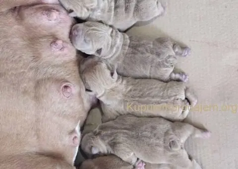 American Bully pocket i egzotic u lilac i coko boji - 2/5