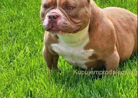 American Bully pocket i egzotic u lilac i coko boji - 3/5