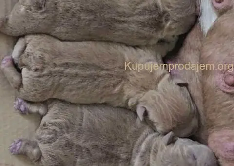 American Bully pocket i egzotic u lilac i coko boji - 4/5