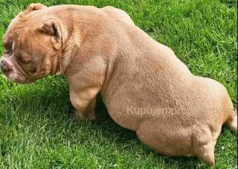 American Bully pocket i egzotic u lilac i coko boji - 5/5