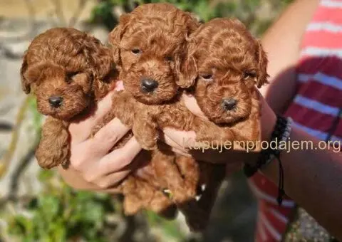 Toy crvene pudle spremne za preuzimanje - 1/6