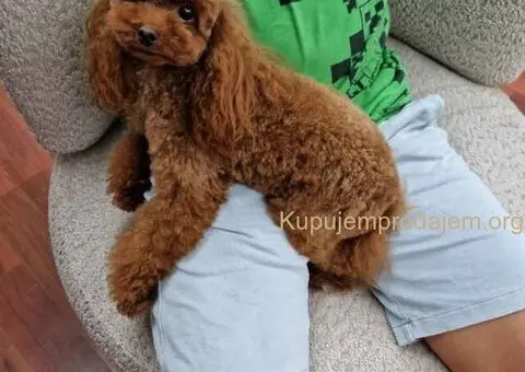 Toy crvene pudle spremne za preuzimanje - 2/6