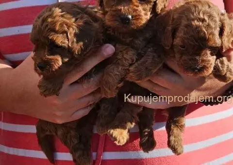 Toy crvene pudle spremne za preuzimanje - 3/6