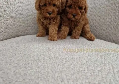 Toy crvene pudle spremne za preuzimanje - 4/6