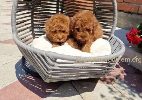 Toy crvene pudle spremne za preuzimanje - 5/6