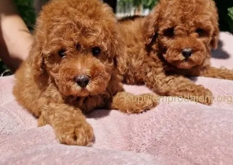 Toy crvene pudle spremne za preuzimanje - 6/6