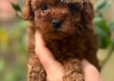 Toy i Mini Pudla stenci - 1/8